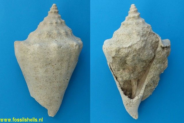 Strombus gigas pahayokee