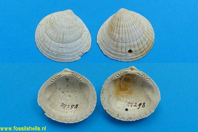Glycymeris species