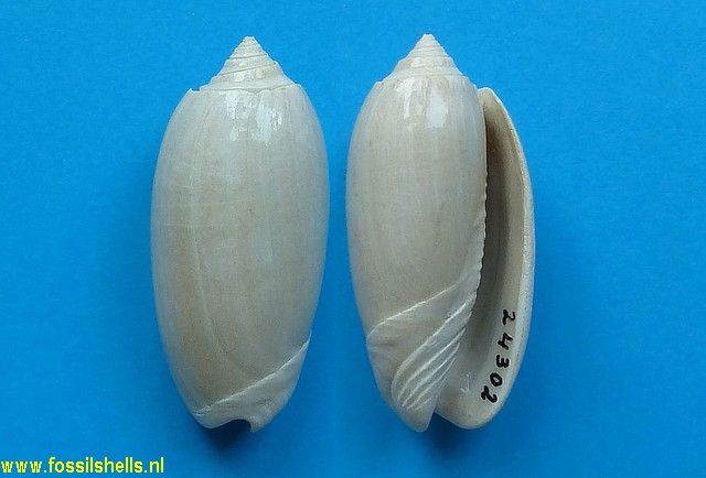 Oliva bollingi