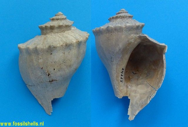 Busycotypus chesapeakensis