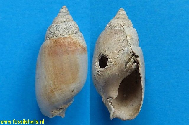 Bulliopsis marylandica