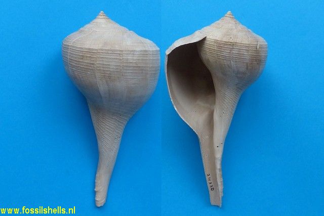 Sinistrofulgur caloosahatcheensis