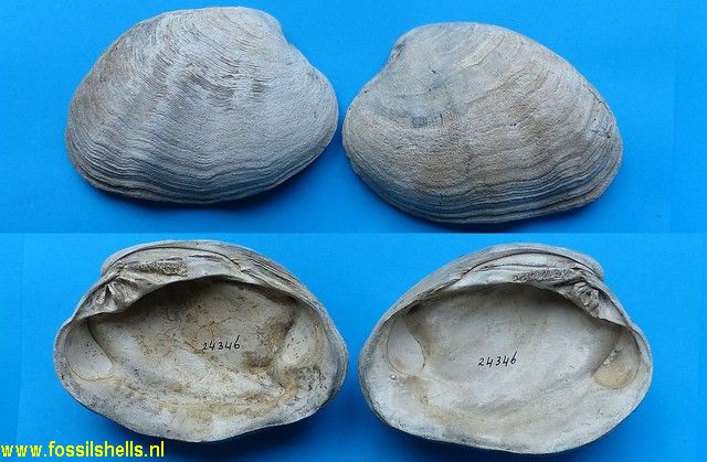 Mercenaria corrugata