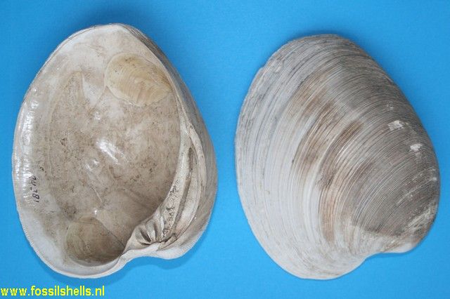 Mercenaria campechiensis