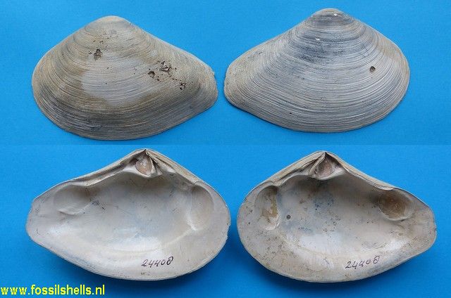 Eucrassatella species