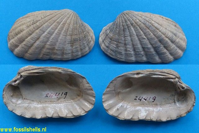 Carditamera tamiamiensis