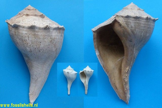 Sinistrofulgur perversum okeechobeensis