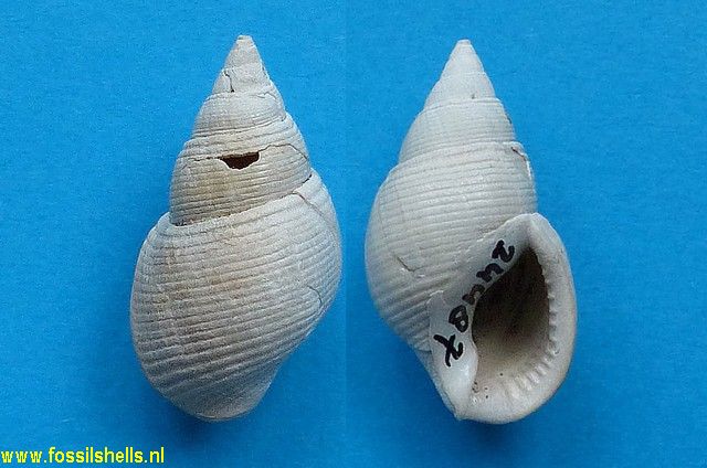 Ilyanassa marthae