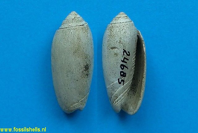 Oliva alumensis