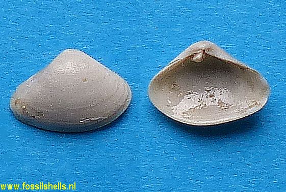 Lentidium tournoueri