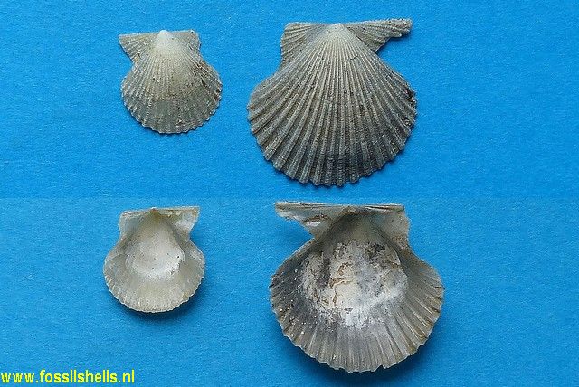Pecten liberata