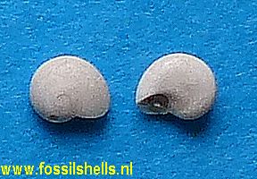 Teinostoma defrancei ?