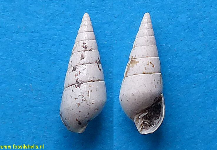 Pyramidella grateloupi