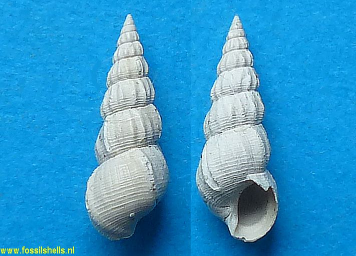 Alaba costellata varicosa