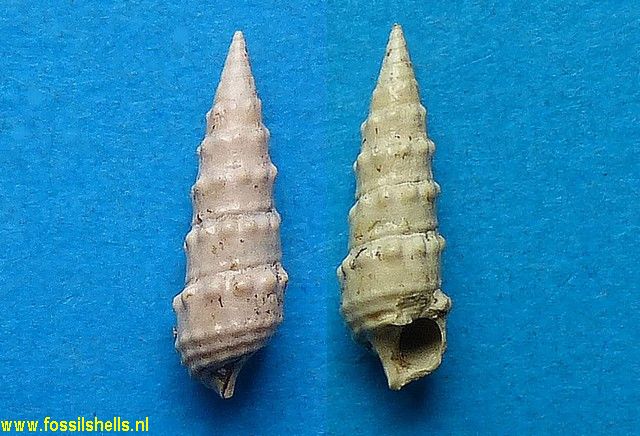 Pirenella pseudotiarella pictoides