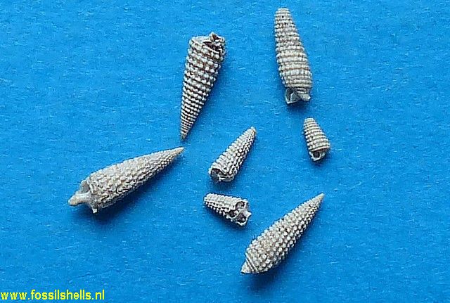 Triphora papaveracea inflexicosta