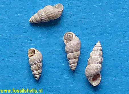 Sandbergeria perpusilla