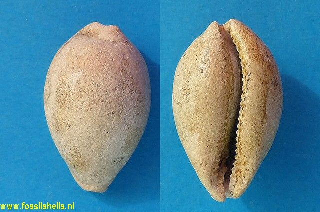 Cypraea subambigua