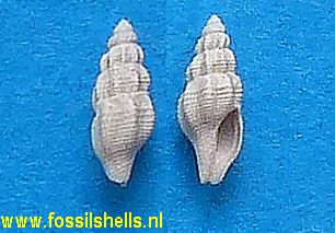 Daphnella aquitanensis