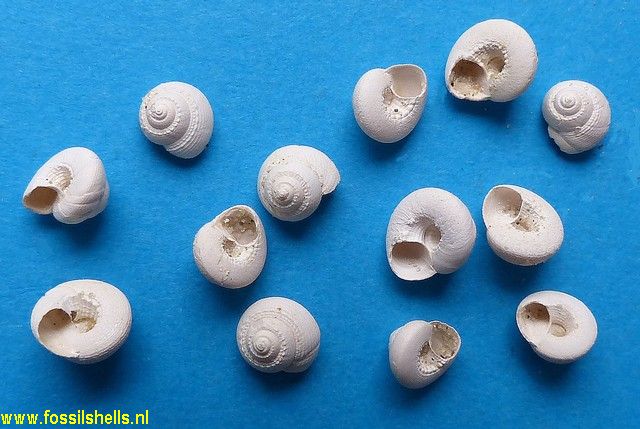 Margarites trochiformis