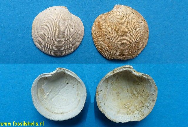 Cavilucina elegans