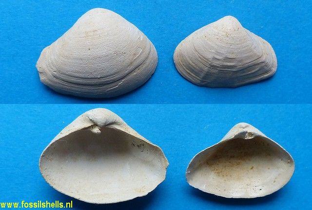 Bicorbula gallica 