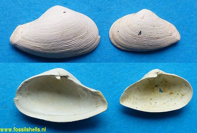 Corbula lamarcki