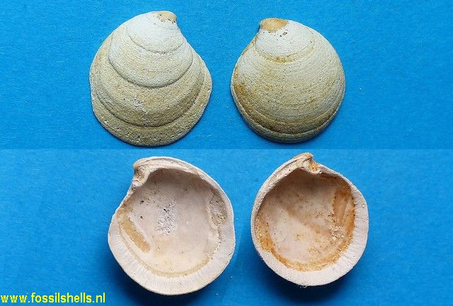 Cavilucina sulcata