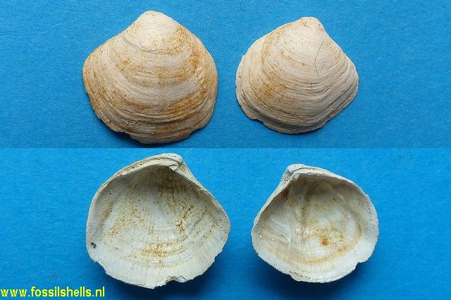 Gibbolucina gibbosula