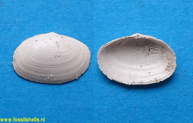Sportella apicalis