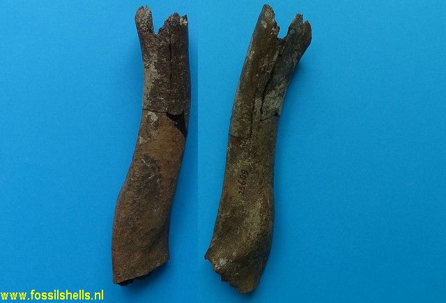 Unidentified Mammalia