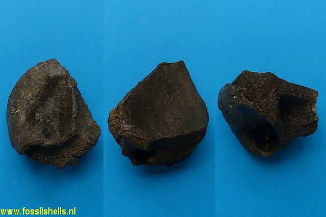 Unidentified Chordata