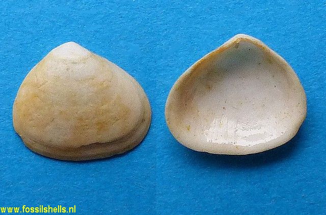 Spaniorinus aquitanica ?