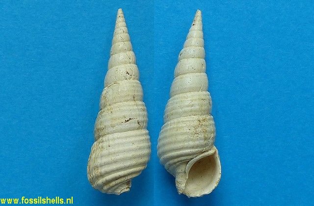 Fastigiella rugosa