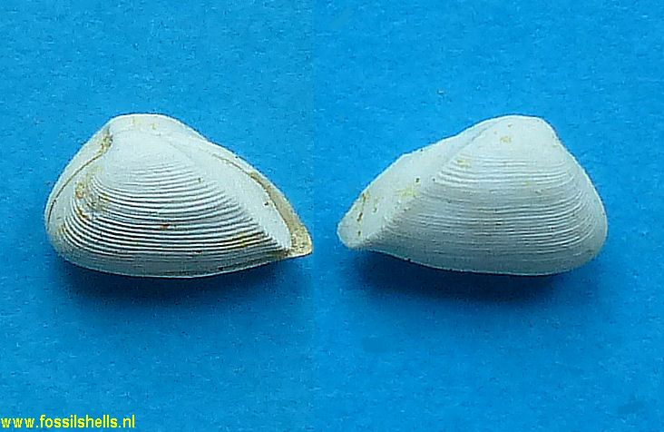 Caryocorbula pixidicula