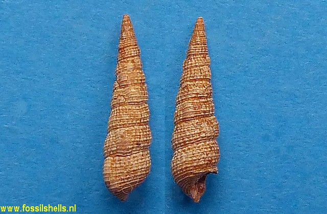 Bittium parcecostatum