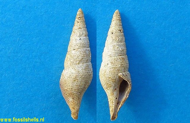Gemmula boutillieri