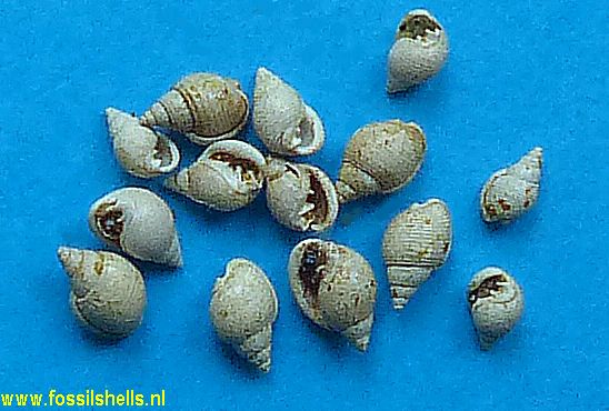 Ringicula herouvalensis