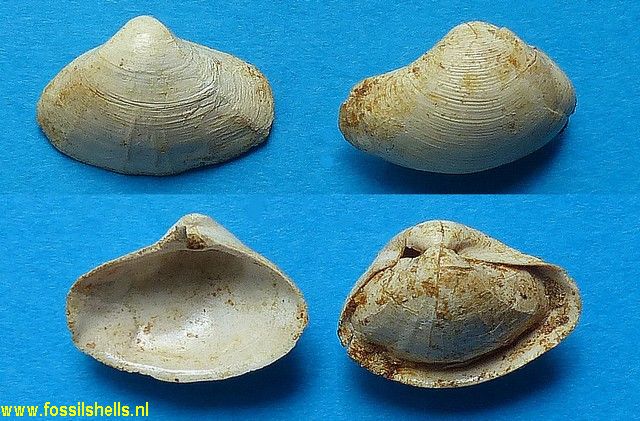 Bicorbula gallicula