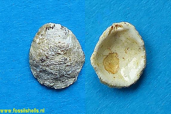 Plicatula intuscrenata