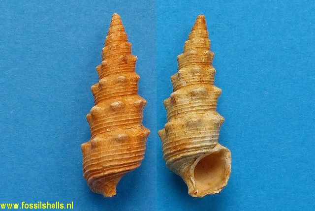 Granulolabium thiarella