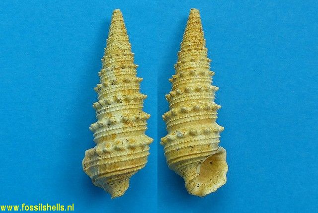 Serratocerithium maryense