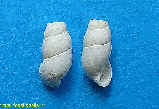 Bouryia microstoma  