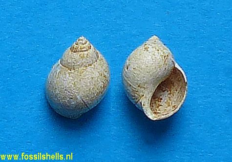 Paludomus vauvillei