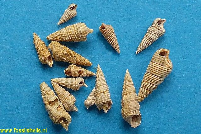 Bittium parcecostatum