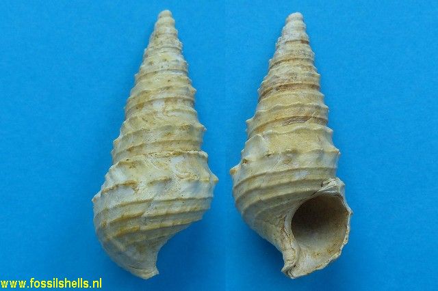 Batillaria subacuta
