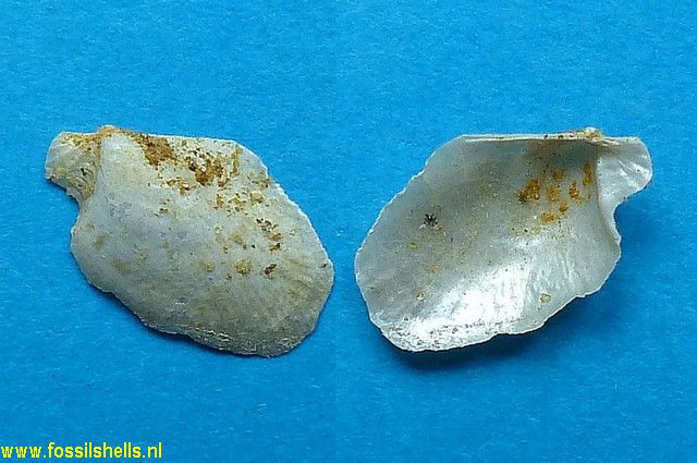 Aviculoperna wateleti