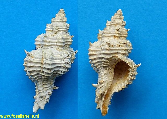 Poirieria fusinoides