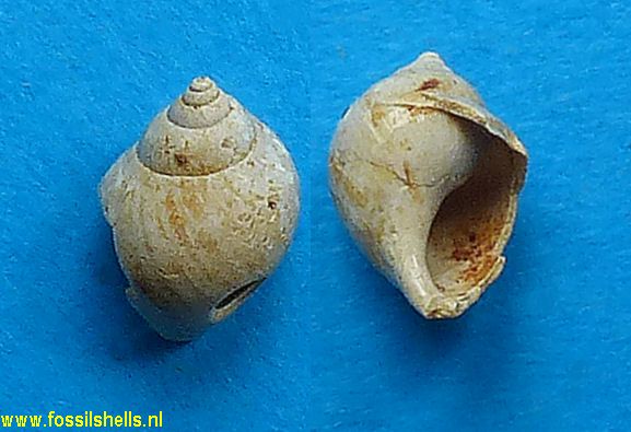 Paludomus vauvillei