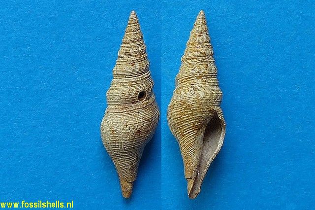 Gemmula tenuistriata